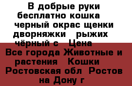 В добрые руки бесплатно,кошка,2.5черный окрас,щенки дворняжки,3 рыжих 1 чёрный,с › Цена ­ - - Все города Животные и растения » Кошки   . Ростовская обл.,Ростов-на-Дону г.